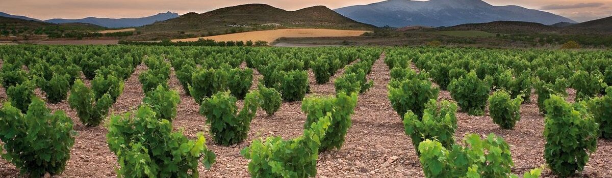 Vinos Campo de Borja