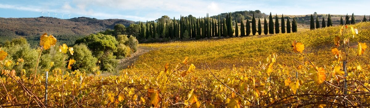 Vinos de Navarra