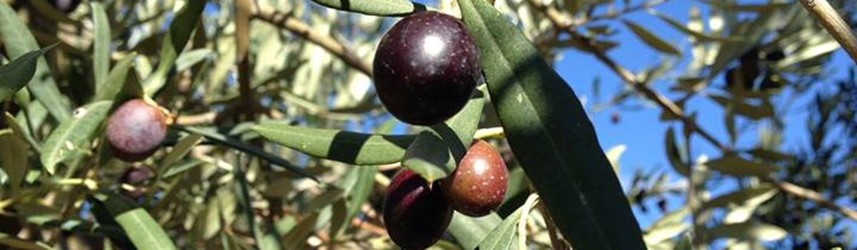 Aceite de La Rioja