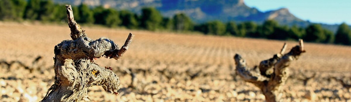 Vinos de Yecla