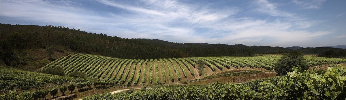 Vino Utiel-Requena