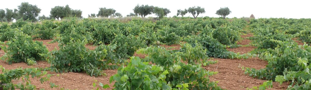 Vinos de Almansa