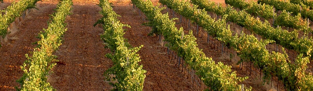 Vino de Guijoso