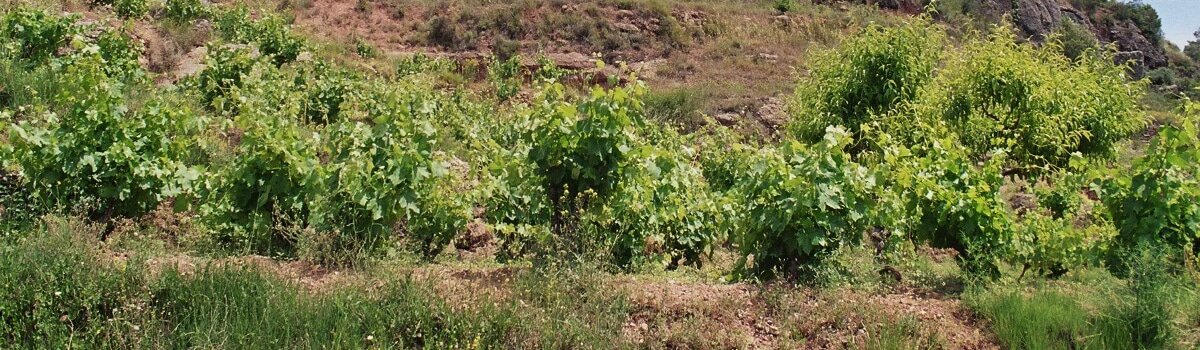 Vinos de Pla de Bages