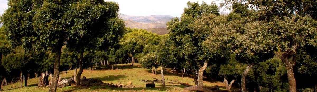 Montes de Málaga