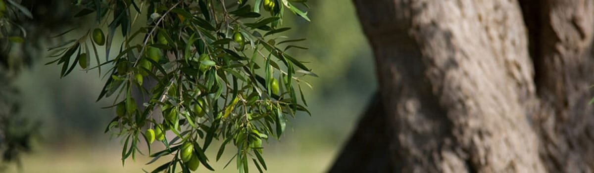 Aceite Sierra de Cazorla