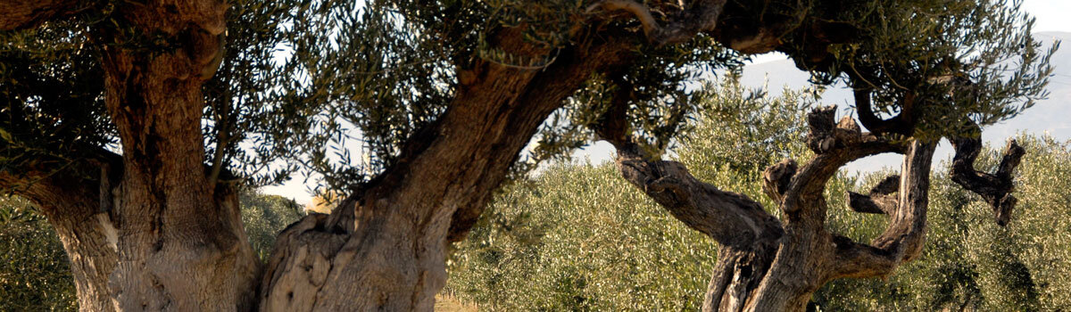 Aceite del Bajo Aragón