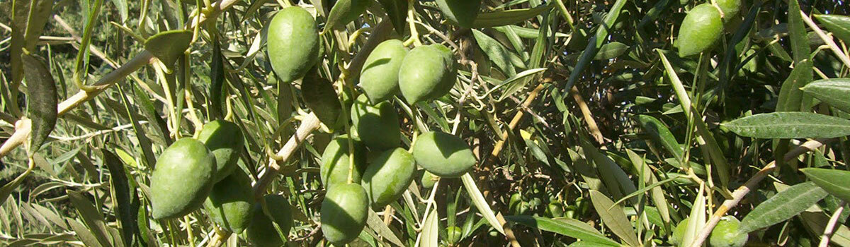 Aceite Campo de Calatrava