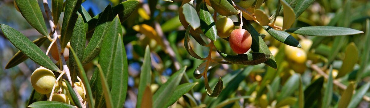 Aceite Les Garrigues