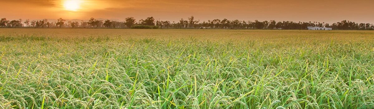 Arroz del Delta del Ebro