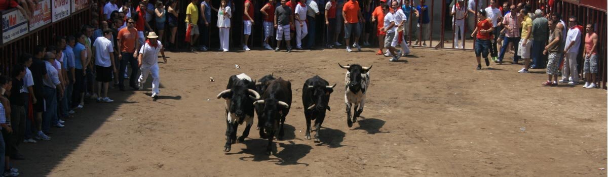 Toro de Coria