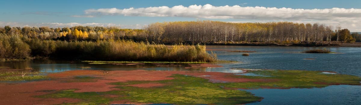 Sotos del Ebro