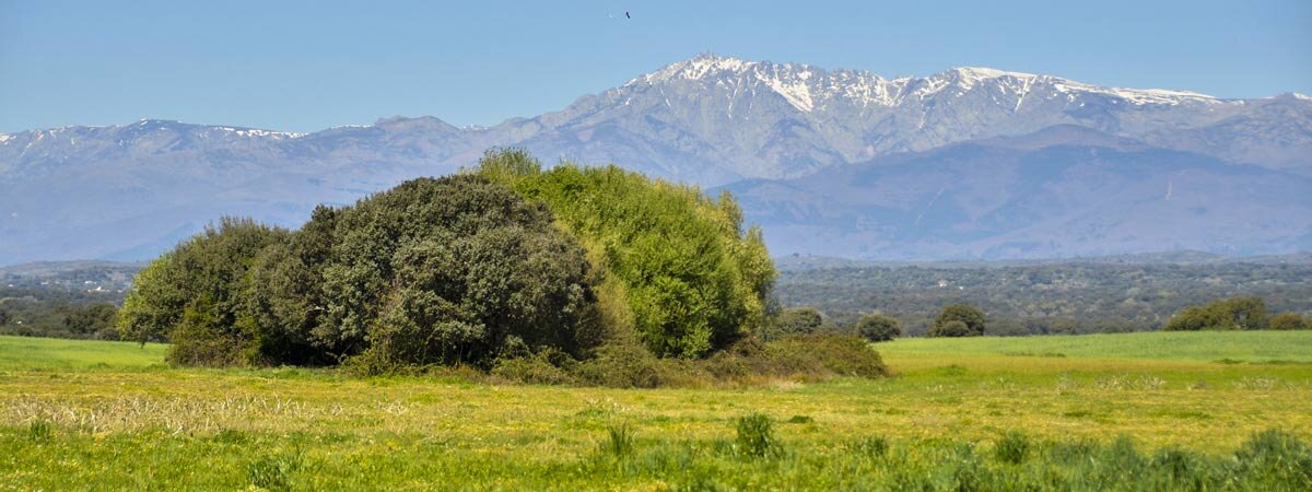 Sotos del Río Guadyerbas