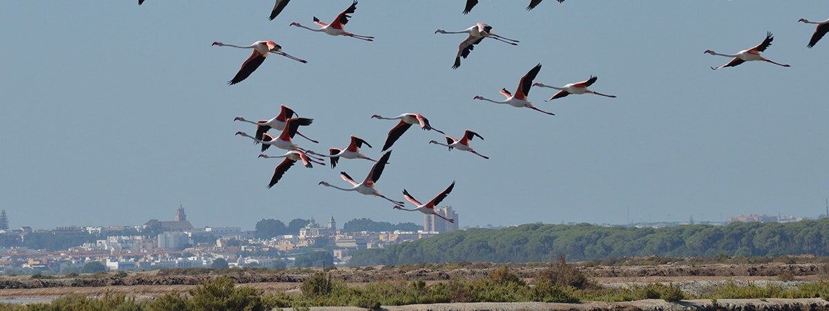 header-marismas-guadalquivir