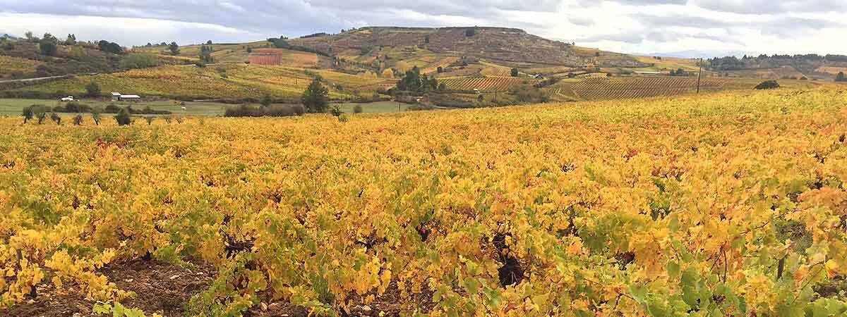 Vinos de Bierzo