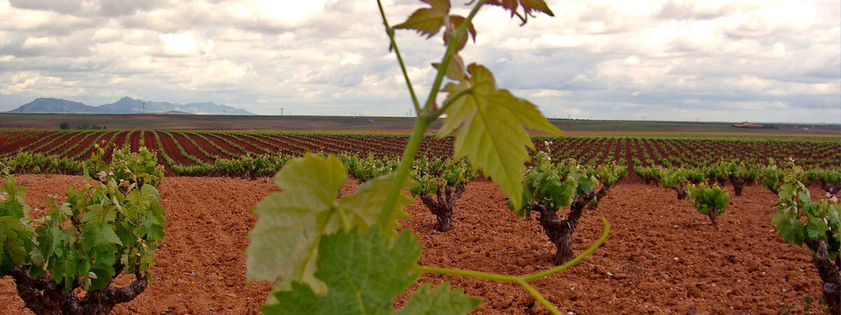 Vinos Ribera del Guadiana