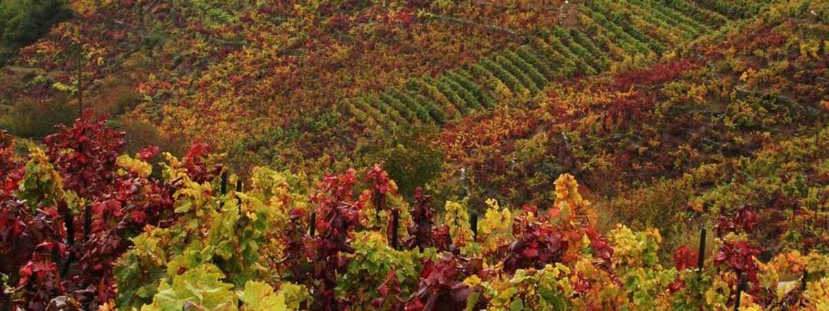 Vinos Ribeira Sacra