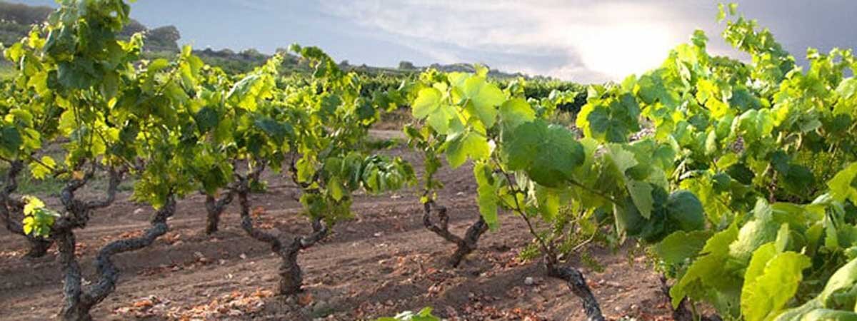 Vinos de Tarragona