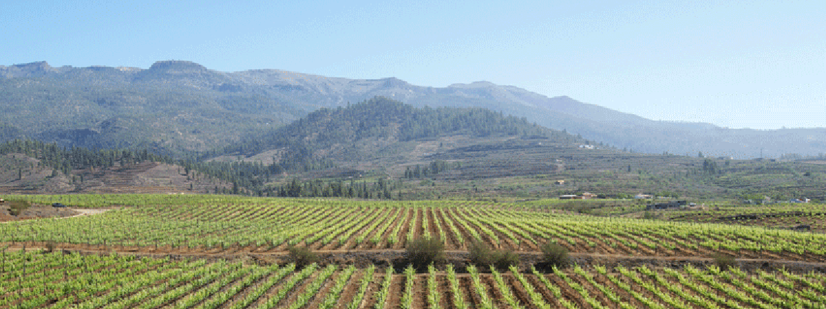 vinos de Abona