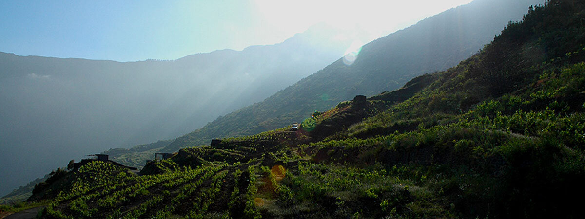 Vino El Hierro