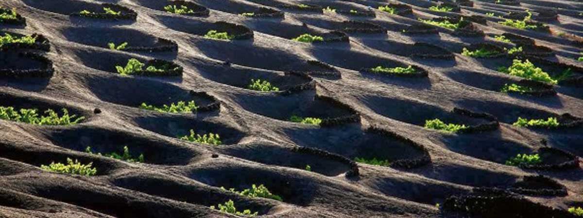 Vinos de Lanzarote