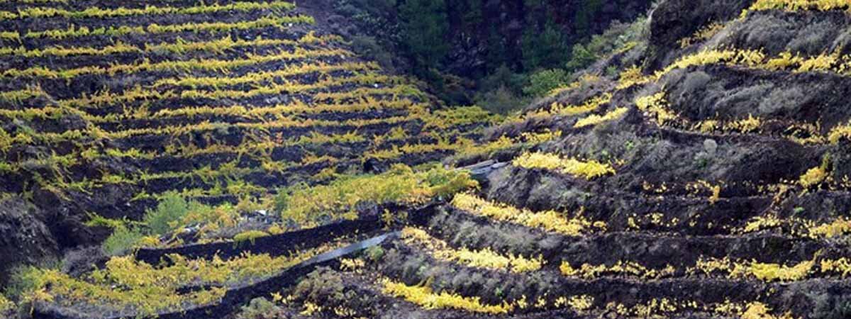 Vinos de La Palma