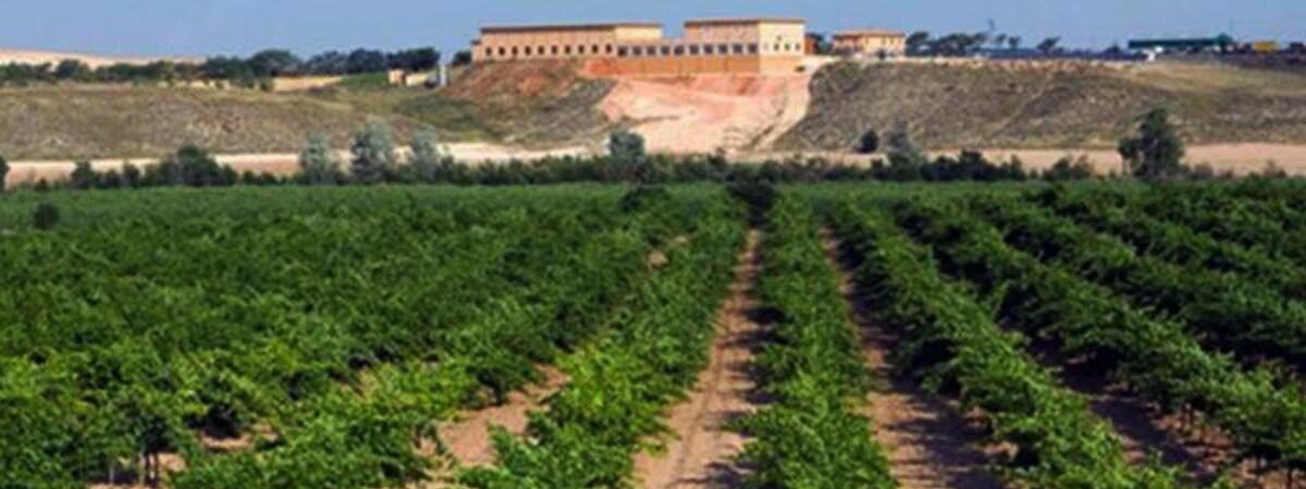 Vino Taraconte-Acentejo