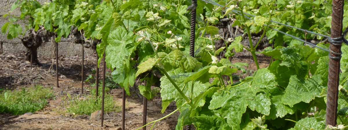 Vino Valle de la Orotava