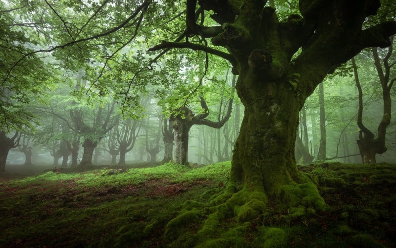 Parque Natural de Gorbeia