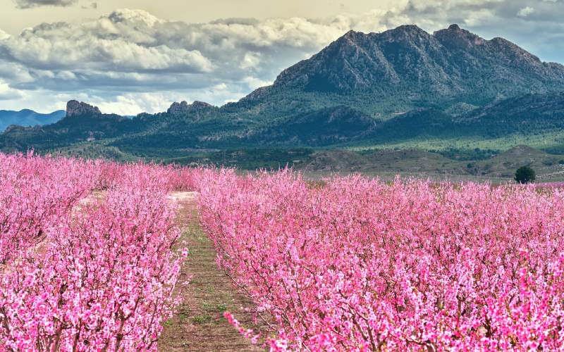 Cieza y sus melocotoneros en flor
