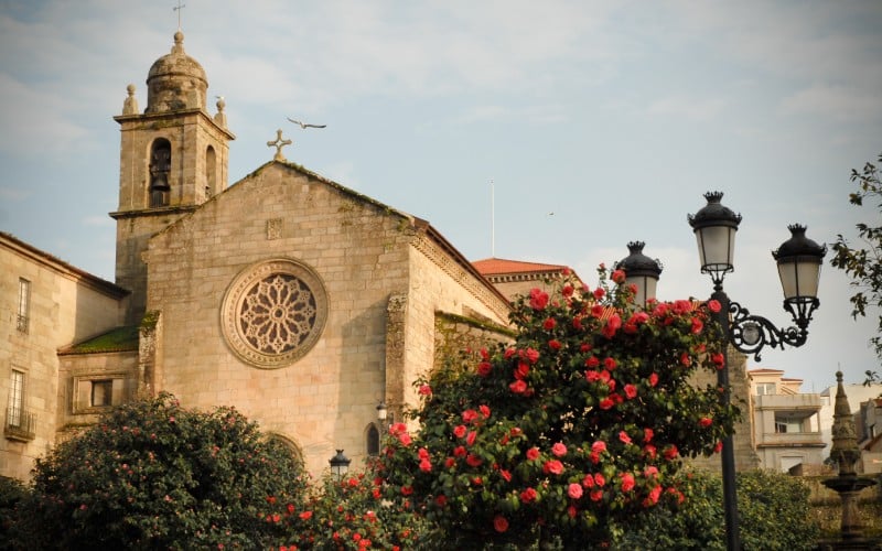 Camelias junto a la Iglesia de San Francisco
