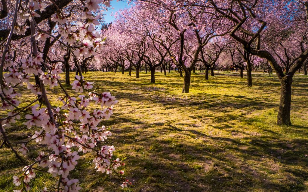 Los almendros son la marca de la madrileña Quinta de los Molinos