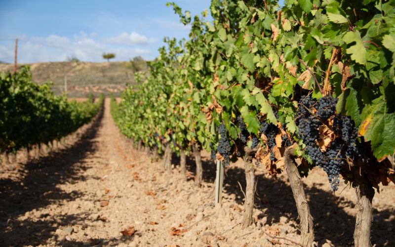 Viñedo Rioja