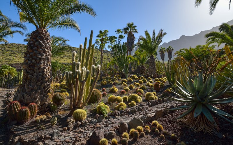 Cactualdea, en Gran Canaria