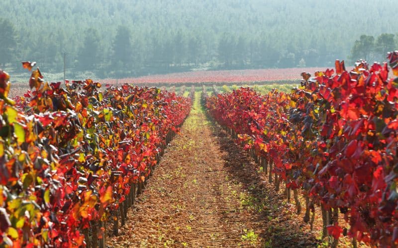 Paisaje del Penedès