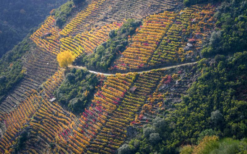 Paisajes de la Ribeira Sacra
