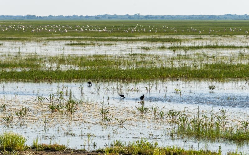 Paisaje de Doñana