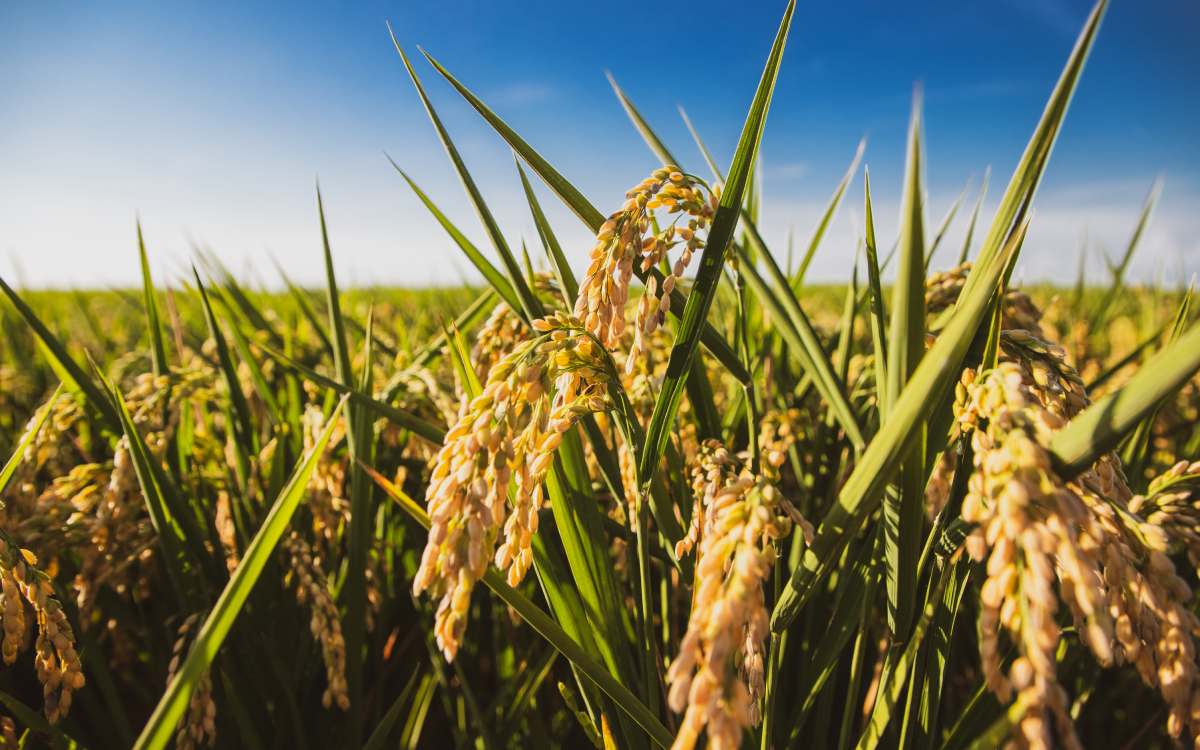 Campo de arroz en la Albufera