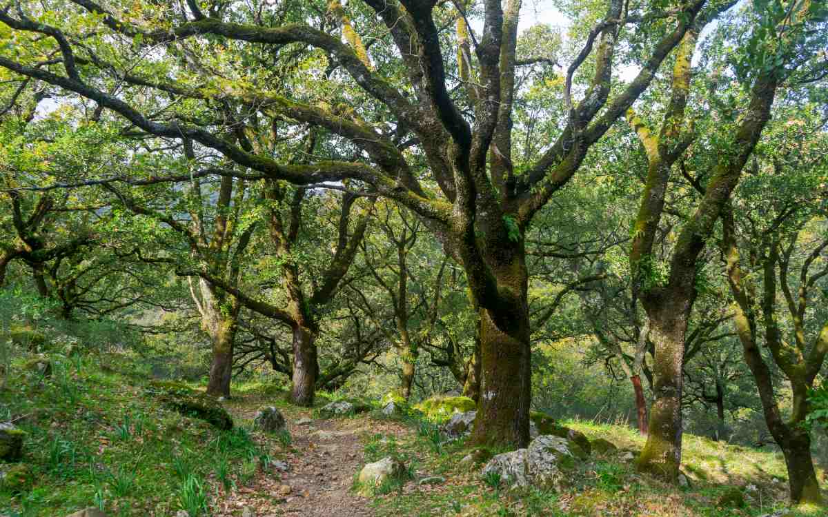 Parque Natural de los Alcornocales