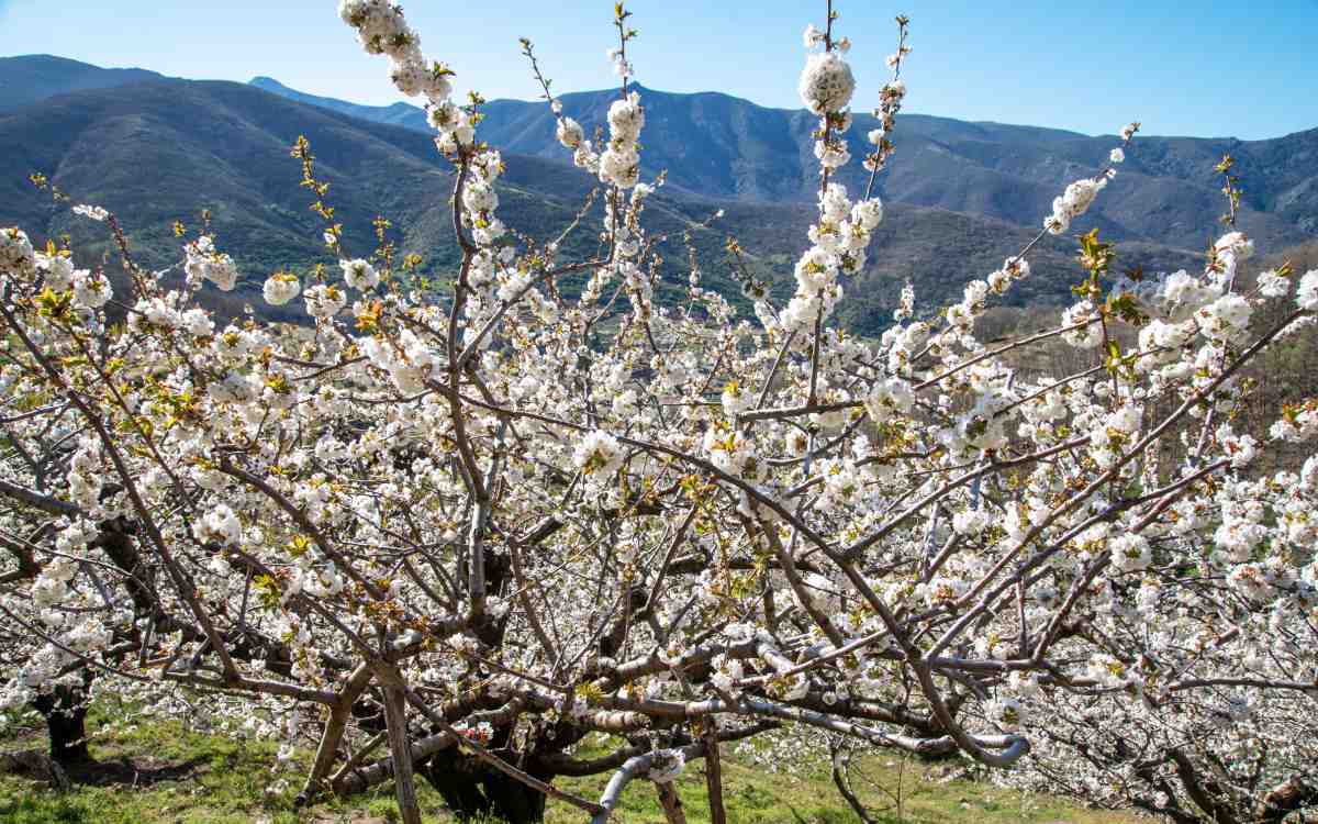 Floración en el Valle del Jerte