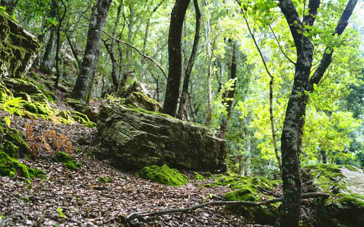 Bosque de Lluc