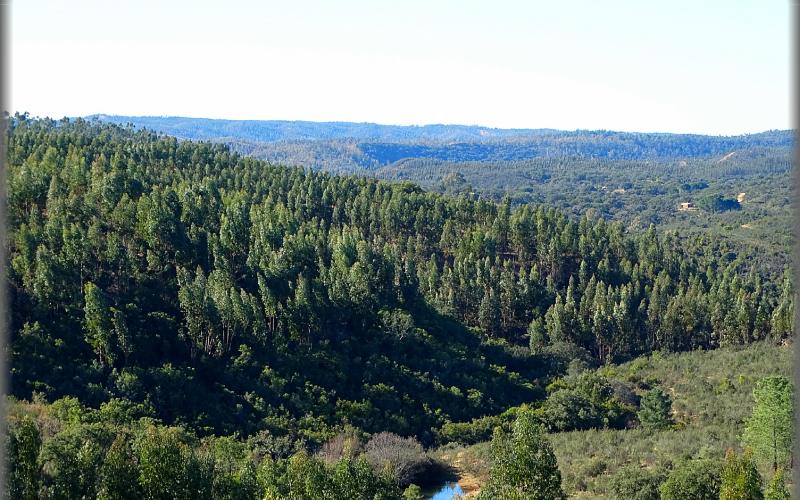 Bosque en el municipio del Berrocal