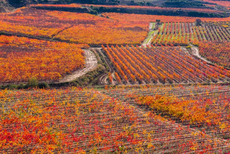 Viñedos en La Rioja en otoño