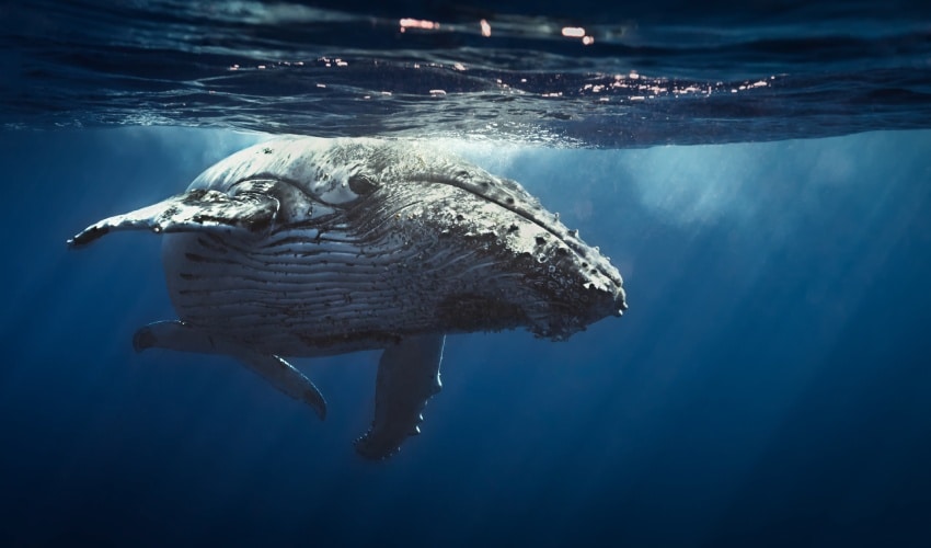 Una ballena deambula por el océano
