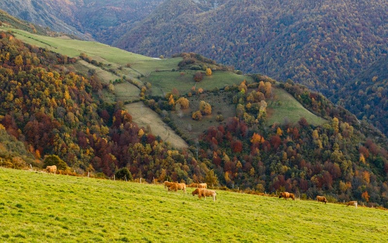 Bosque de Muniellos, una de las maravillas que ver en Asturias