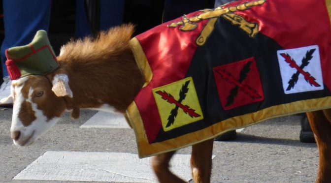 cabra de la Legión, mascotas militares más famosas