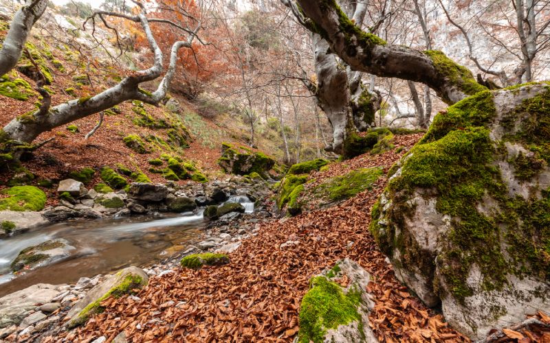 Bosques de España, 7 grandes bosques de España, tesoros naturales