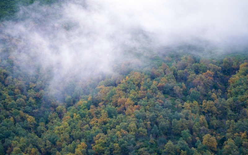 Vista aérea de un bosque con niebla