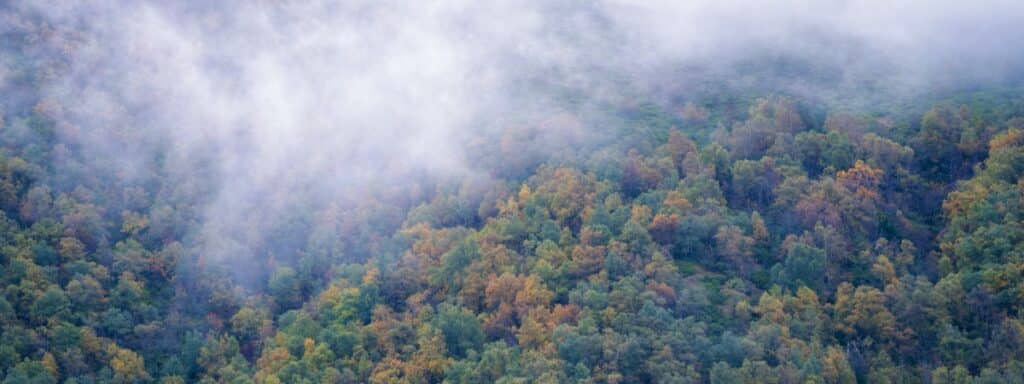 Vista aérea de un bosque con niebla