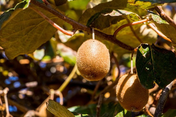 propiedades kiwi arbol